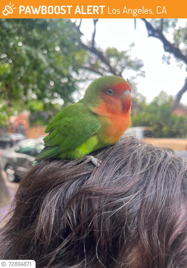Found/Stray Unknown Bird last seen Alvarado and 101, Los Angeles, CA 90026