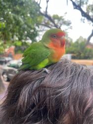 Found/Stray Unknown Bird last seen Alvarado and 101, Los Angeles, CA 90026