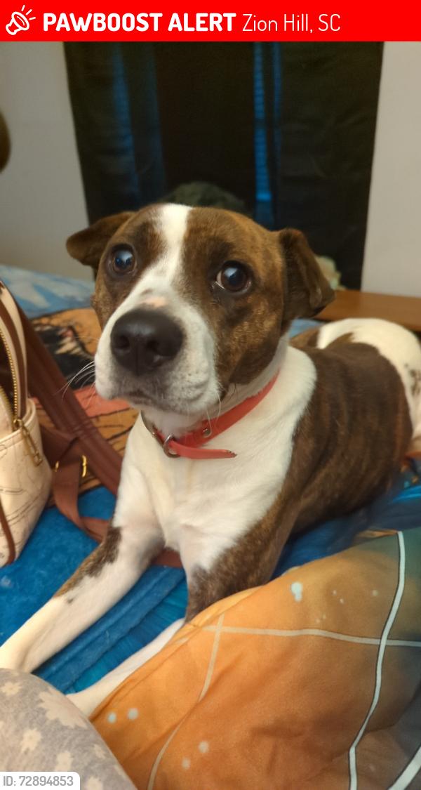 Lost Female Dog last seen Clint Court and Bentwood, Zion Hill, SC 29307