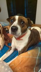 Lost Female Dog last seen Clint Court and Bentwood, Zion Hill, SC 29307