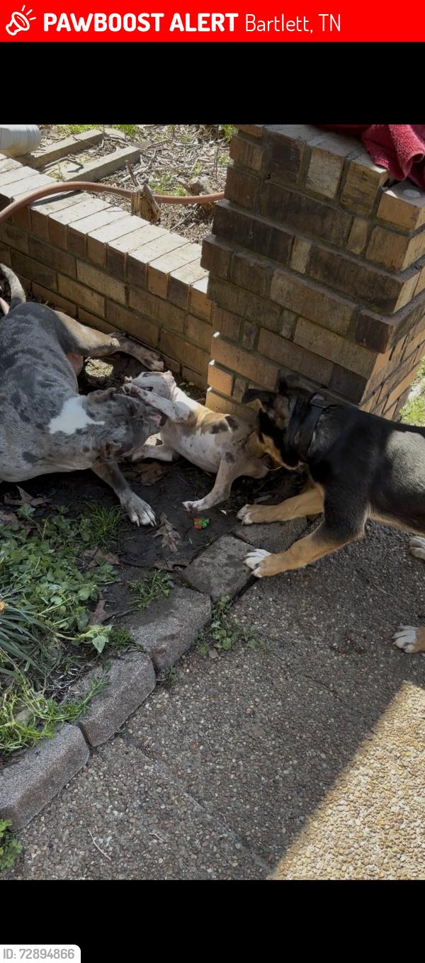 Lost Male Dog last seen Near N Germantown parkway, Bartlett, TN 38134