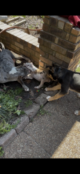Lost Male Dog last seen Near N Germantown parkway, Bartlett, TN 38134