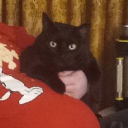 Lost Male Cat last seen Dena Way and Elizabeth Street near Rice Park, Santa Maria, CA 93454