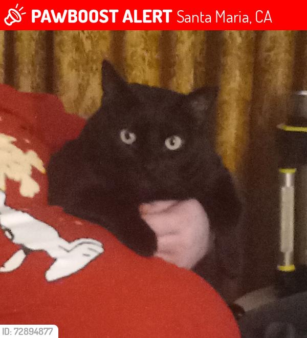 Lost Male Cat last seen Dena Way and Elizabeth Street near Rice Park, Santa Maria, CA 93454