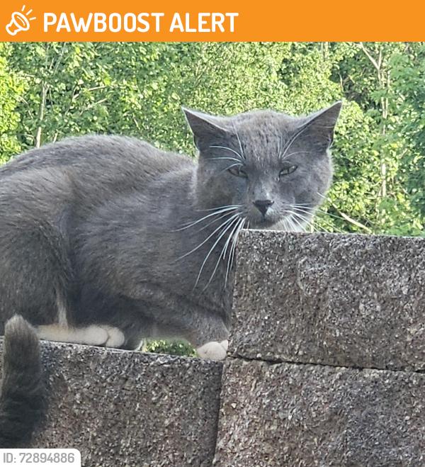 Found/Stray Unknown Cat last seen Davidson Road , North Kansas City, MO 64116