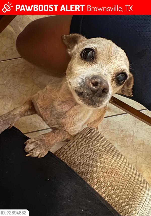 Lost Male Dog last seen Idea Brownsville , Brownsville, TX 78526