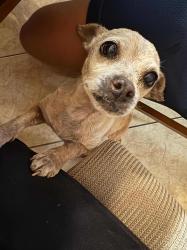 Lost Male Dog last seen Idea Brownsville , Brownsville, TX 78526