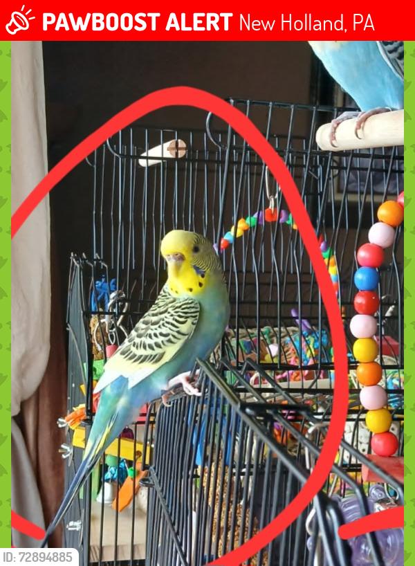 Lost Female Bird last seen Ranch road and east jackson , New Holland, PA 17557