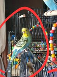 Lost Female Bird last seen Ranch road and east jackson , New Holland, PA 17557