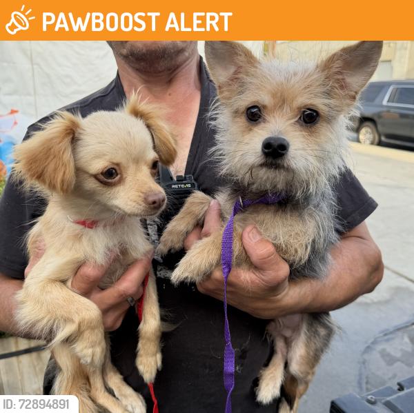 Found/Stray Unknown Dog last seen Near N Sepulveda Blvd, Manhattan Beach, CA 90266