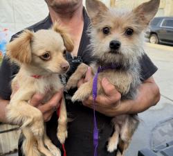 Found/Stray Unknown Dog last seen Near N Sepulveda Blvd, Manhattan Beach, CA 90266