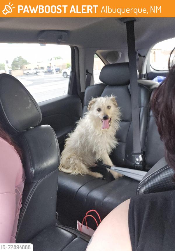 Found/Stray Male Dog last seen San Mateo south of I-40, Albuquerque, NM 87102