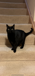 Lost Male Cat last seen Poplar Ct Pittsburgh PA 15238, Allegheny County, PA 15238