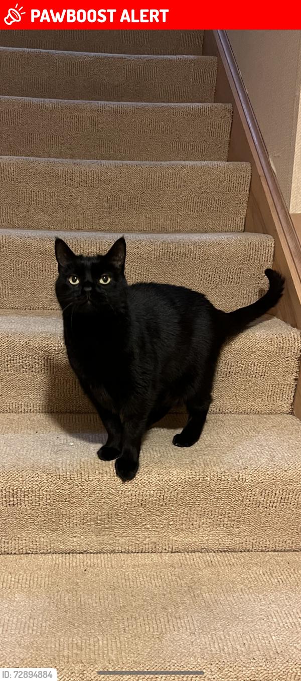 Lost Male Cat last seen Poplar Ct Pittsburgh PA 15238, Allegheny County, PA 15238