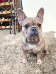 Lost Female Dog last seen Whitmore/ Rose Ceres, Ceres, CA 95307