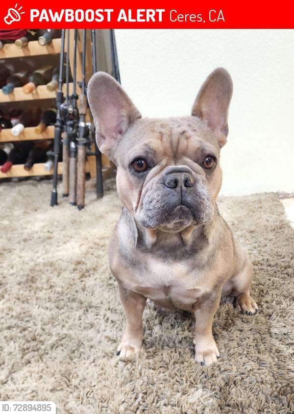 Lost Female Dog last seen Whitmore/ Rose Ceres, Ceres, CA 95307