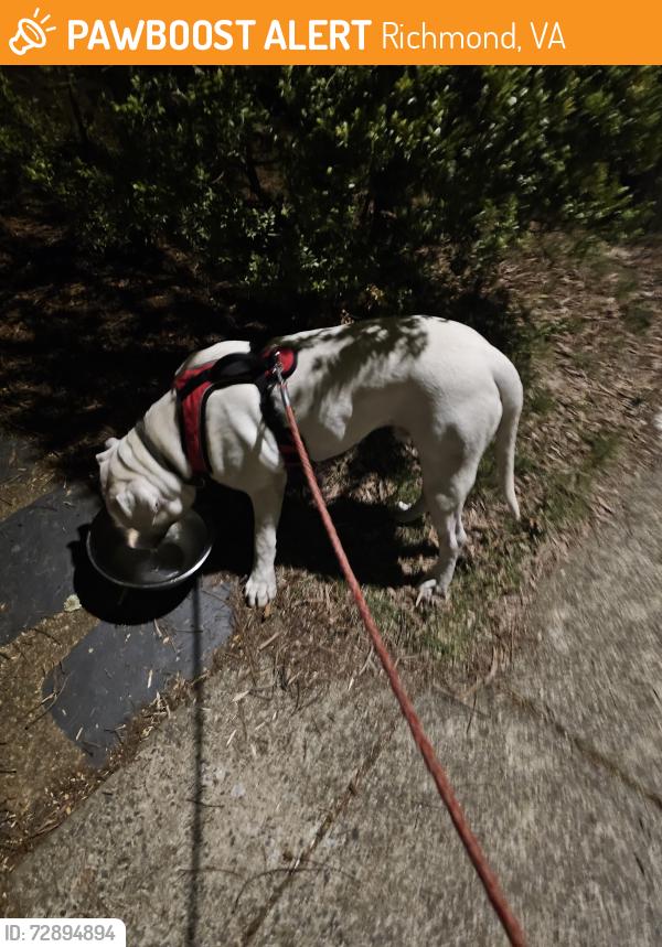 Found/Stray Male Dog last seen basset and 49th st, Richmond, VA 23225