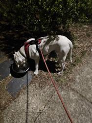 Found/Stray Male Dog last seen basset and 49th st, Richmond, VA 23225