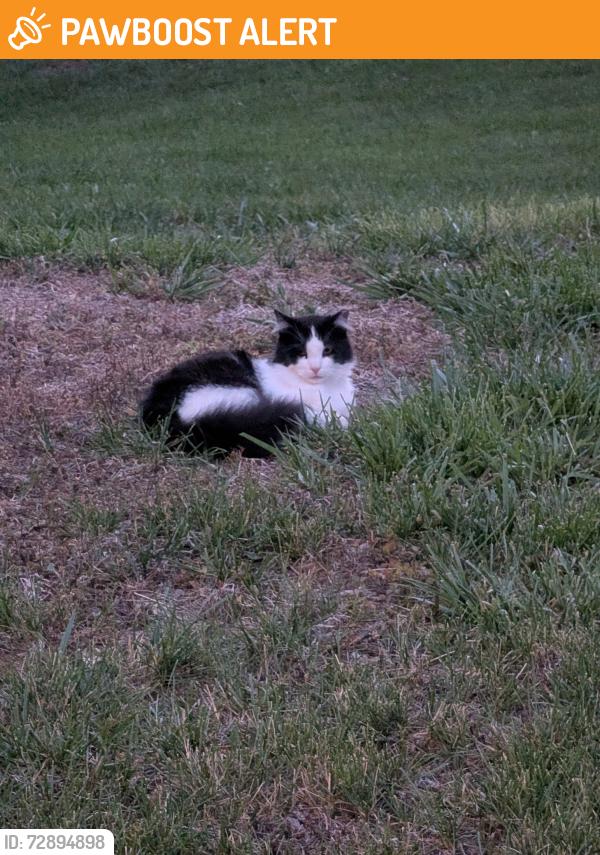 Found/Stray Unknown Cat last seen Davidson Road , North Kansas City, MO 64116