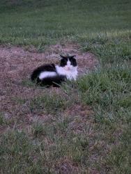 Found/Stray Unknown Cat last seen Davidson Road , North Kansas City, MO 64116