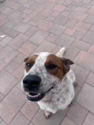 Found/Stray Male Dog last seen Tack road, Riverside County, CA 92592