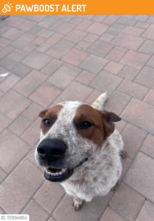 Found/Stray Male Dog last seen Tack road, Riverside County, CA 92592