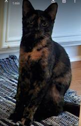 Reunited Female Cat last seen Ambler Dr , Spring, TX 77379