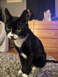 Lost Male Cat last seen Brookwood, Glendale, Dogwood Freehold Boro, Freehold, NJ 07728