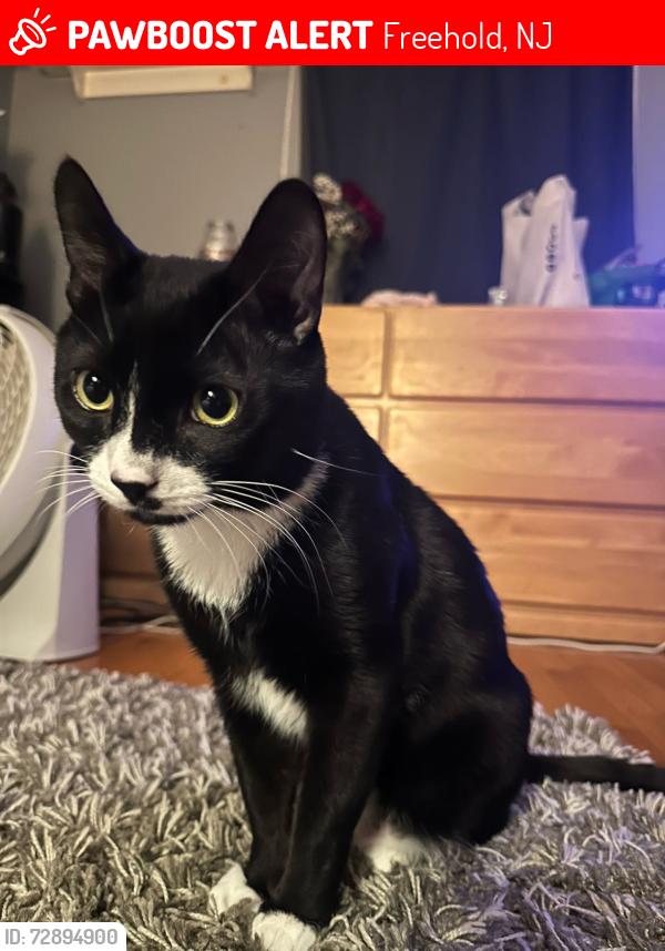 Lost Male Cat last seen Brookwood, Glendale, Dogwood Freehold Boro, Freehold, NJ 07728