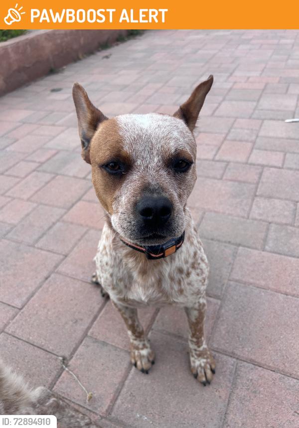 Found/Stray Male Dog last seen Tack road, Riverside County, CA 92592