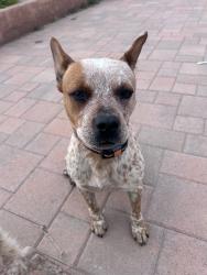 Found/Stray Male Dog last seen Tack road, Riverside County, CA 92592