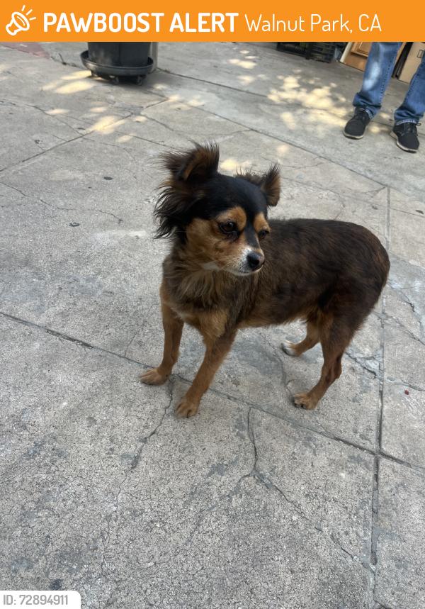 Found/Stray Female Dog last seen Seville, Walnut Park, CA 90255