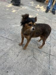 Found/Stray Female Dog last seen Seville, Walnut Park, CA 90255