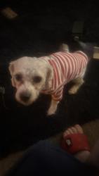 Reunited Male Dog last seen Pratt st and Oakland street philadelphia PA, Philadelphia, PA 19124