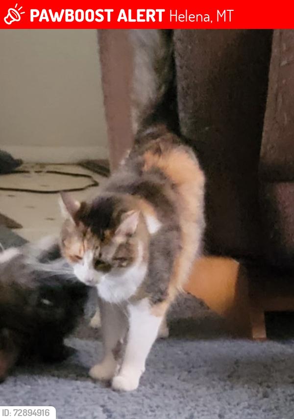 Lost Female Cat last seen Near sunflower drive , Helena, MT 59602