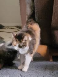 Lost Female Cat last seen Near sunflower drive , Helena, MT 59602