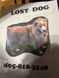 Lost Female Dog last seen Near & Rockwell, Bethany, OK 73008