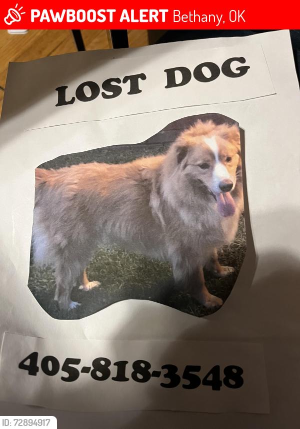 Lost Female Dog last seen Near & Rockwell, Bethany, OK 73008