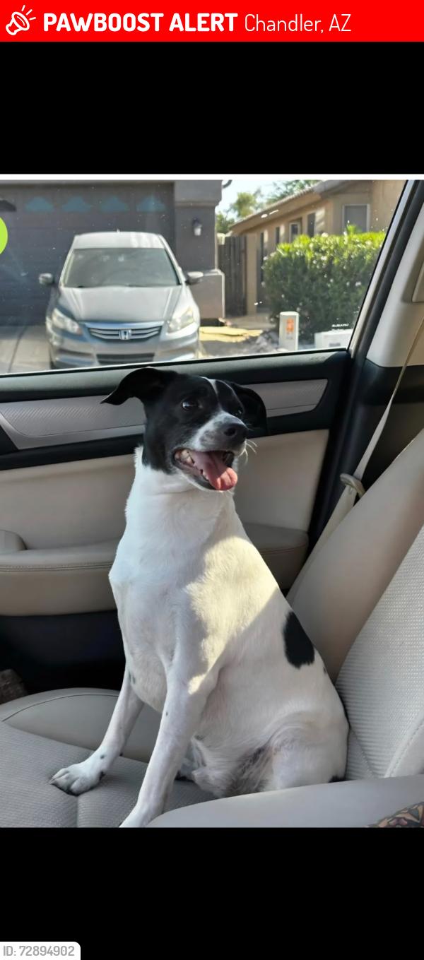 Lost Male Dog last seen Ray Rd and Cooper Rd near Eōs fitness , Chandler, AZ 85225