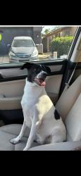 Lost Male Dog last seen Ray Rd and Cooper Rd near Eōs fitness , Chandler, AZ 85225