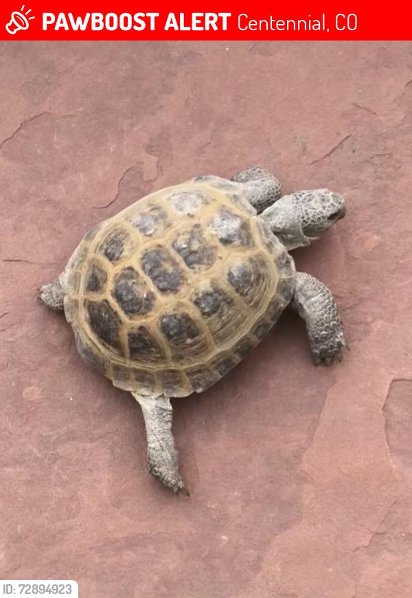 Lost Male Reptile last seen Dry Creek and University, Centennial, CO 80122