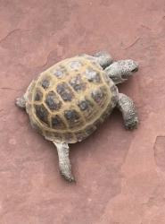 Lost Male Reptile last seen Dry Creek and University, Centennial, CO 80122