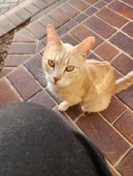 Found/Stray Unknown Cat last seen Saddlehorn Rd, Pueblo, CO 81005