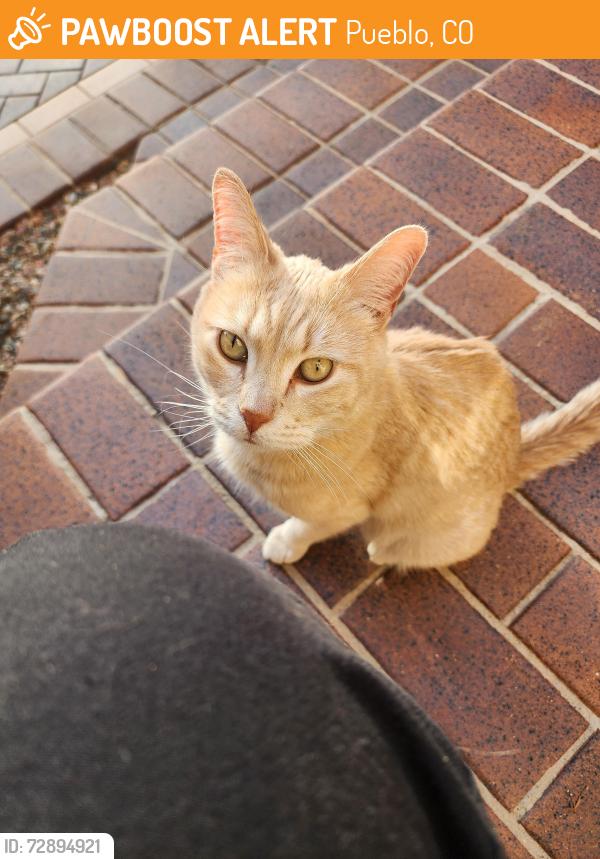 Found/Stray Unknown Cat last seen Saddlehorn Rd, Pueblo, CO 81005