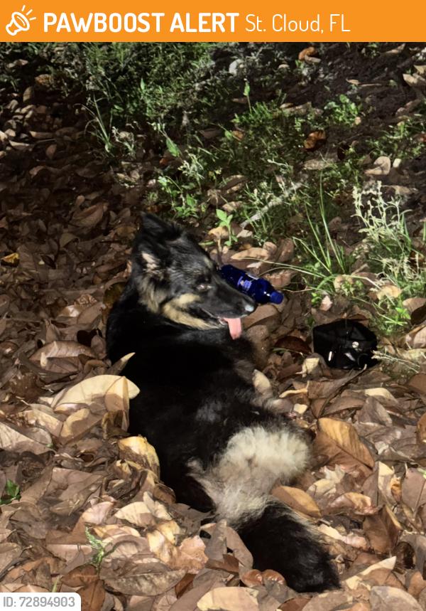Found/Stray Unknown Dog last seen Vermont Avenue and Canoe Creek Rd, St. Cloud, FL 34772