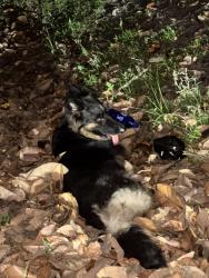 Found/Stray Unknown Dog last seen Vermont Avenue and Canoe Creek Rd, St. Cloud, FL 34772