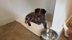 Found/Stray Male Dog last seen State Thomas Ravello, Dallas, TX 75204