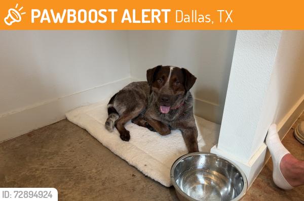 Found/Stray Male Dog last seen State Thomas Ravello, Dallas, TX 75204