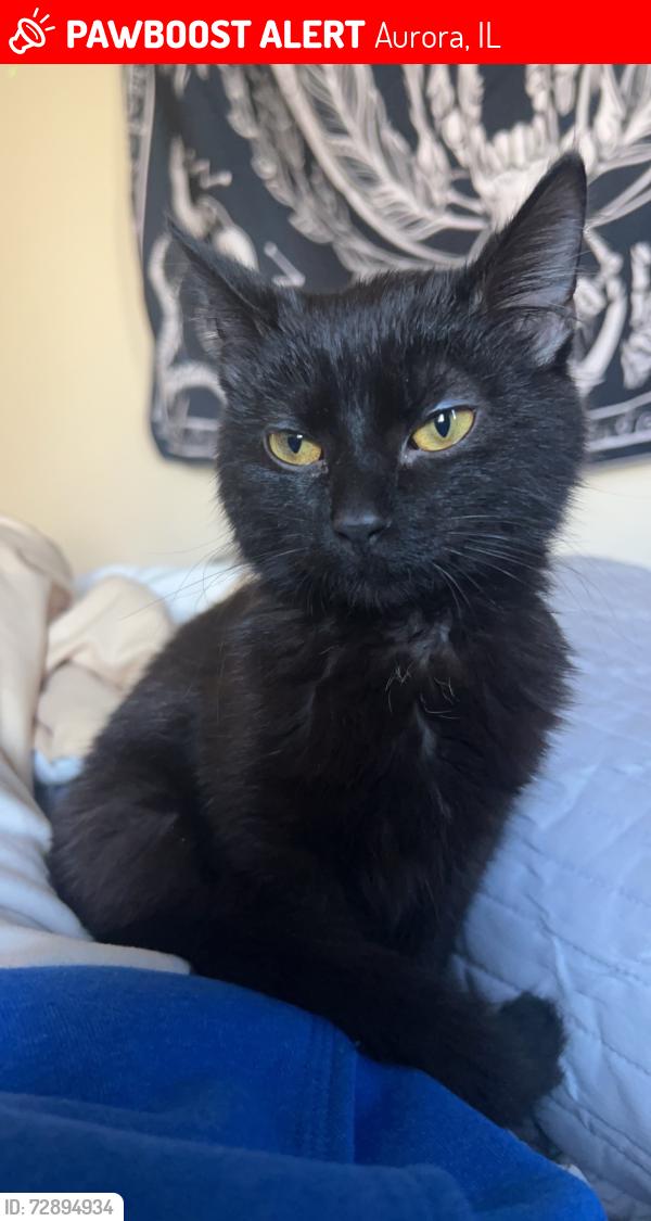 Lost Female Cat last seen Congrove and royal ln, Aurora, IL 60503