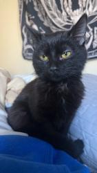 Lost Female Cat last seen Congrove and royal ln, Aurora, IL 60503
